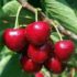 July 14th – Last Day to Order Sour Cherries