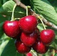 July 14th – Last Day to Order Sour Cherries